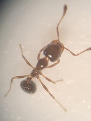 Monomorium minimum