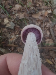 Laccaria ochropurpurea