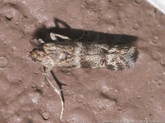 Sciota subcaesiella