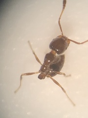 Monomorium minimum