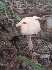 Laccaria ochropurpurea