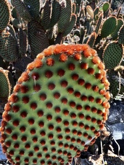 Opuntia rufida