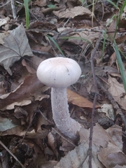 Laccaria ochropurpurea