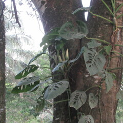 Monstera
