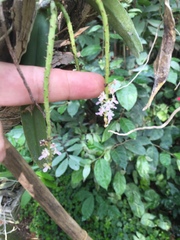 Smitinandia micrantha, photograph (c) luminous, some rights reserved (CC BY)