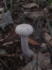 Laccaria ochropurpurea
