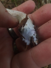 Laccaria ochropurpurea