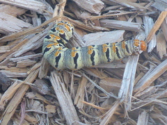 Euscirrhopterus gloveri