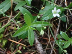 Moehringia