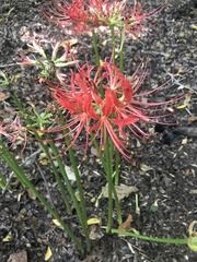 Lycoris