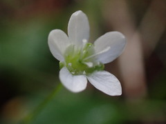 Moehringia