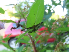 Anania hortulata