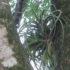 Tillandsia flexuosa