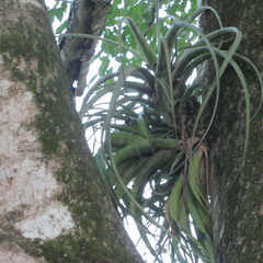 Tillandsia flexuosa