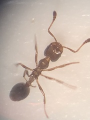 Monomorium minimum
