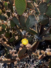 Opuntia rufida
