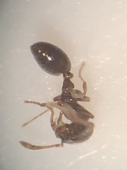 Monomorium minimum