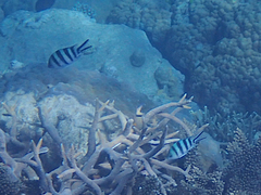 Abudefduf sexfasciatus