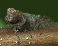 Microcentrus perditus