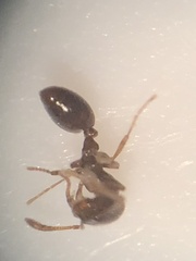 Monomorium minimum
