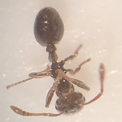 Monomorium minimum