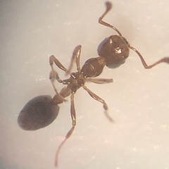 Monomorium minimum