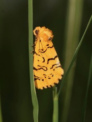 Chrysoecia atrolinea