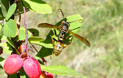 Mischocyttarus flavitarsis