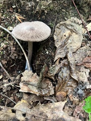 Volvariella