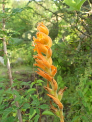 Dichromanthus aurantiacus