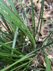 Liriope graminifolia