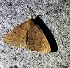 Zanclognatha jacchusalis