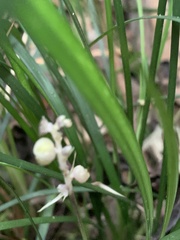 Liriope graminifolia