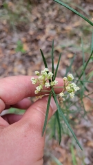 Asclepias linearis