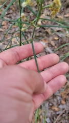 Asclepias linearis