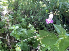 Impatiens balfourii