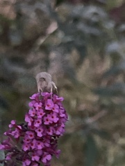 Anagrapha falcifera