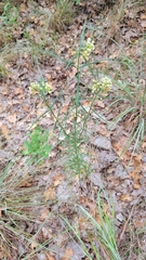 Asclepias linearis