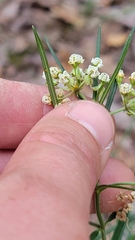 Asclepias linearis