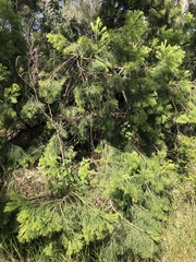 Exocarpos cupressiformis