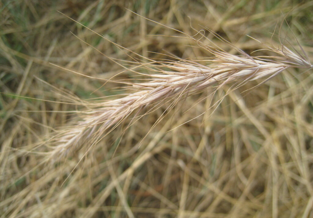 Canada wild rye from Flathead County, MT, USA on September 18, 2022 at ...