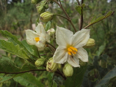 Solanum bonariense