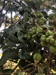 Cupaniopsis anacardioides