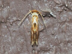 Philonome clemensella