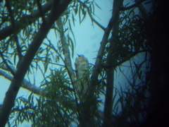 Colaptes melanochloros