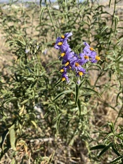Solanum crispum
