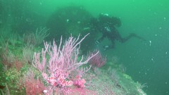 Leptogorgia chilensis