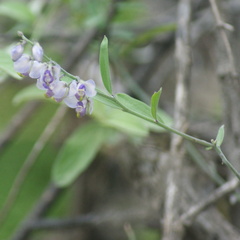 Polygalaceae