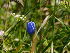 Gentiana sceptrum