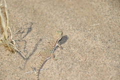 Crossobamon eversmanni